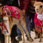 Arequipa celebró la edición bicentenaria del chaccu 2024 con el ritual de casamiento y esquila de vicuñas